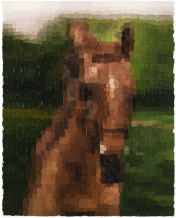 Horse 1